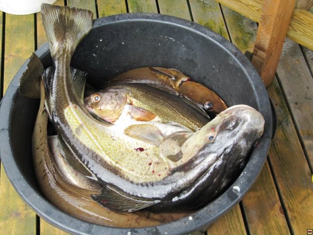 img00039.jpg